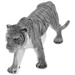 Animal Planet - Bengli tigris, nagy
