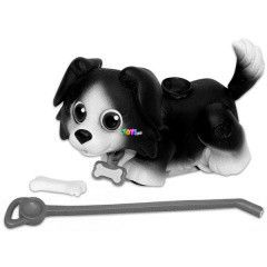 Blki tanoda - Border Collie