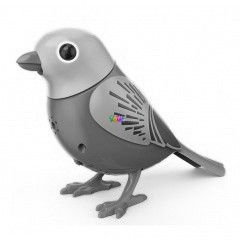 Digibirds - Madr - Sunrise, narancs-srga