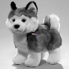 Husky kutya, 25 cm