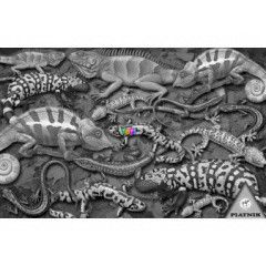 Puzzle - Salamandra, 1000 db