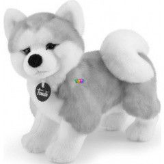 Trudi - Asciano, az akita plss kutyus
